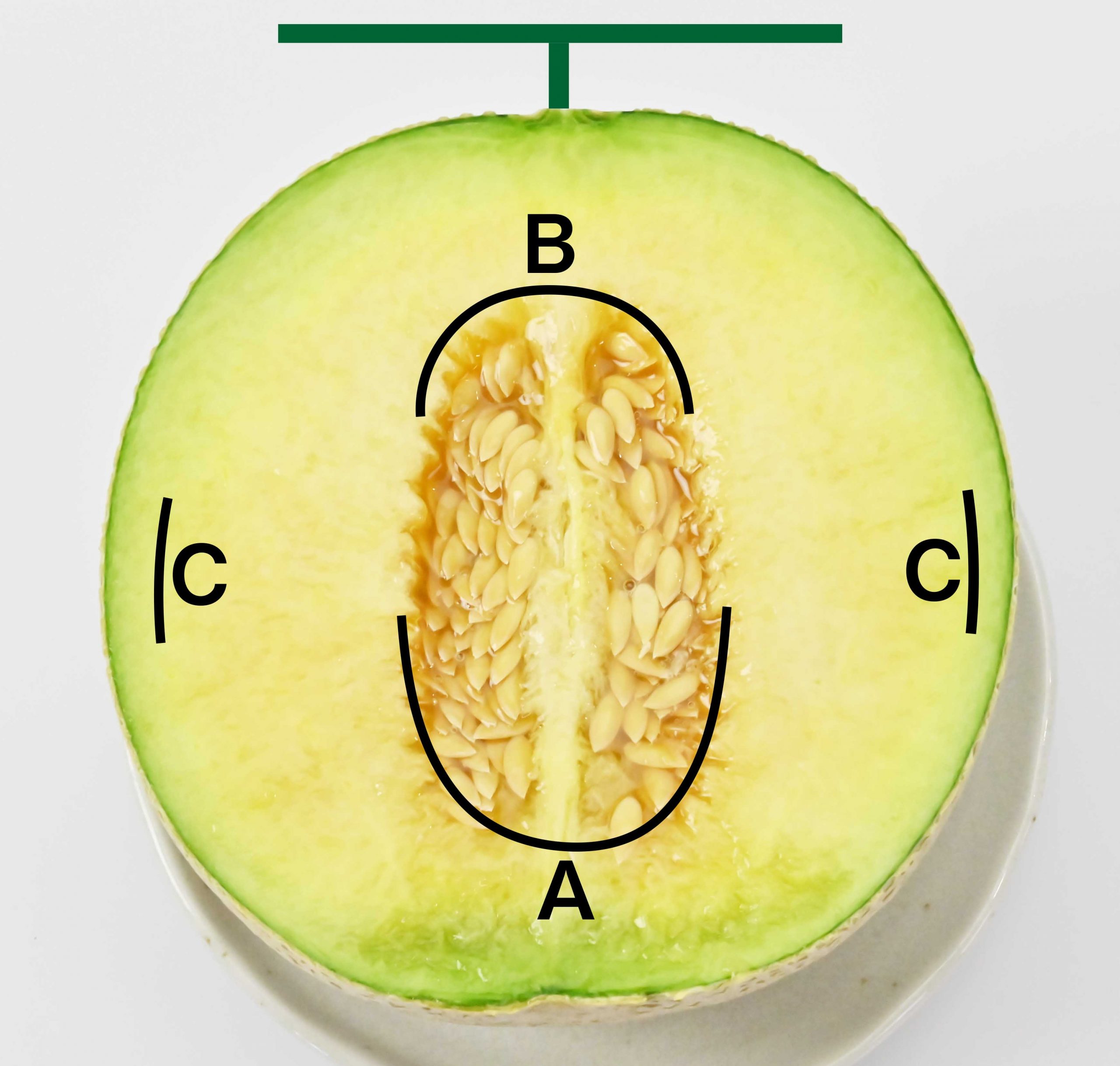 メロンはどの部分が一番甘いのですか。（写真が欲しい） – IKKISOUDEN MELOG
